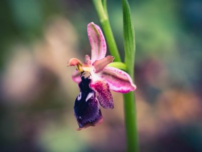 Ophrys Reinholdii